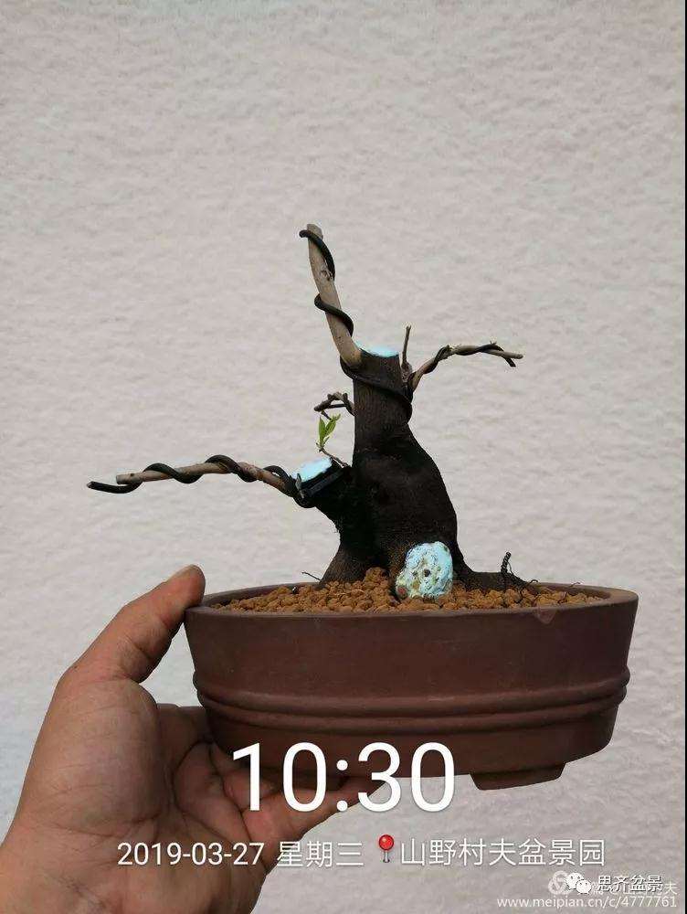 老鸦柿下山桩怎么制作盆景的过程