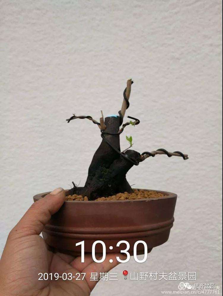 老鸦柿下山桩怎么制作盆景的过程