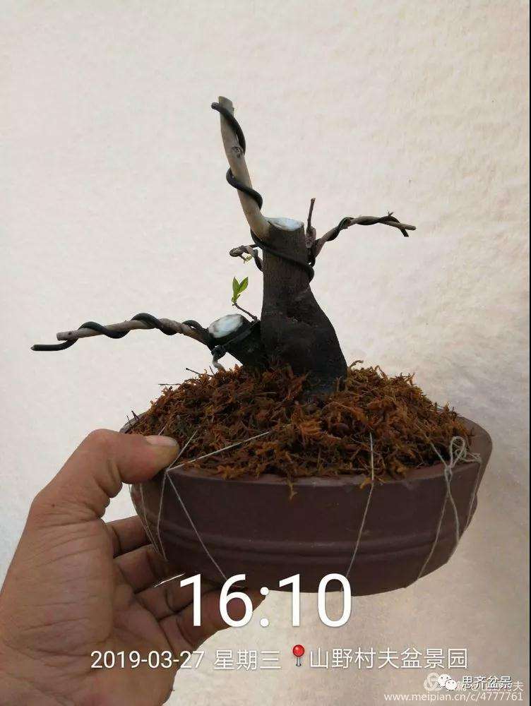 老鸦柿下山桩怎么制作盆景的过程