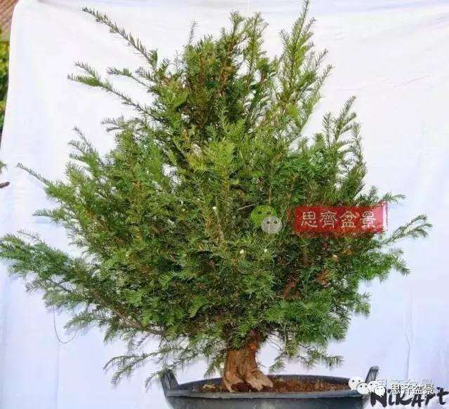 红豆杉下山桩怎么制作盆景的过程