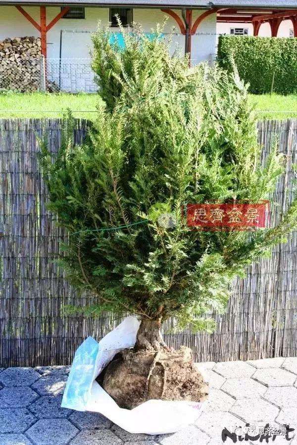 红豆杉下山桩怎么制作盆景的过程