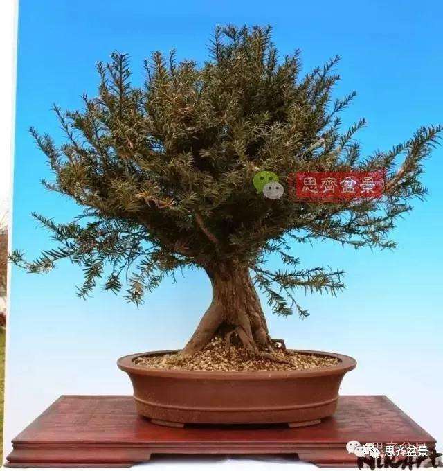 红豆杉下山桩怎么制作盆景的过程