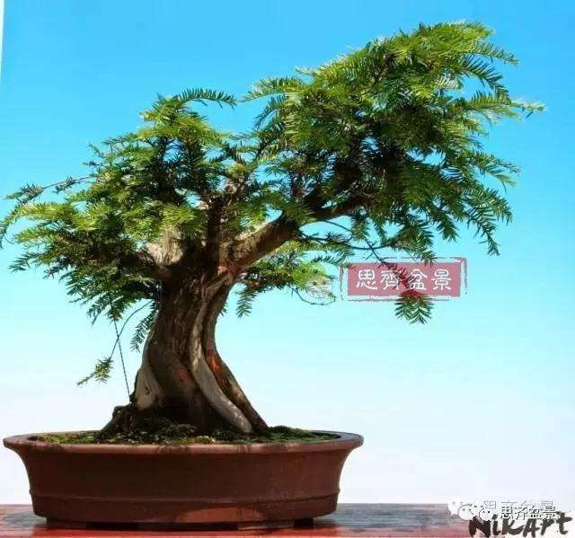 红豆杉下山桩怎么制作盆景的过程