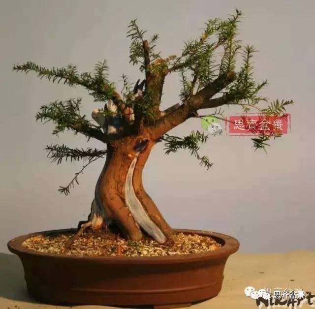 红豆杉下山桩怎么制作盆景的过程