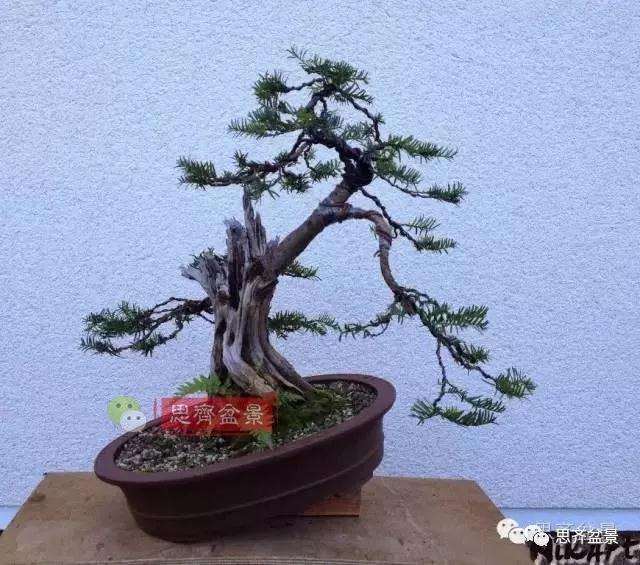 红豆杉下山桩怎么制作盆景的过程