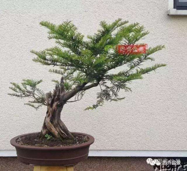 红豆杉下山桩怎么制作盆景的过程