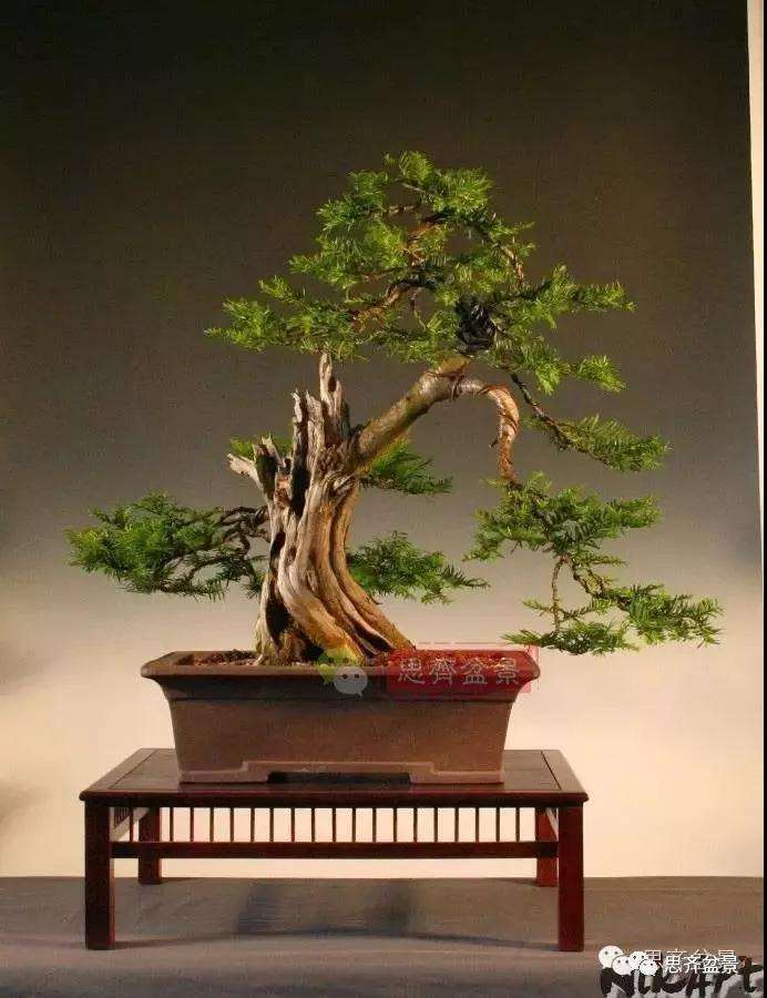 红豆杉下山桩怎么制作盆景的过程