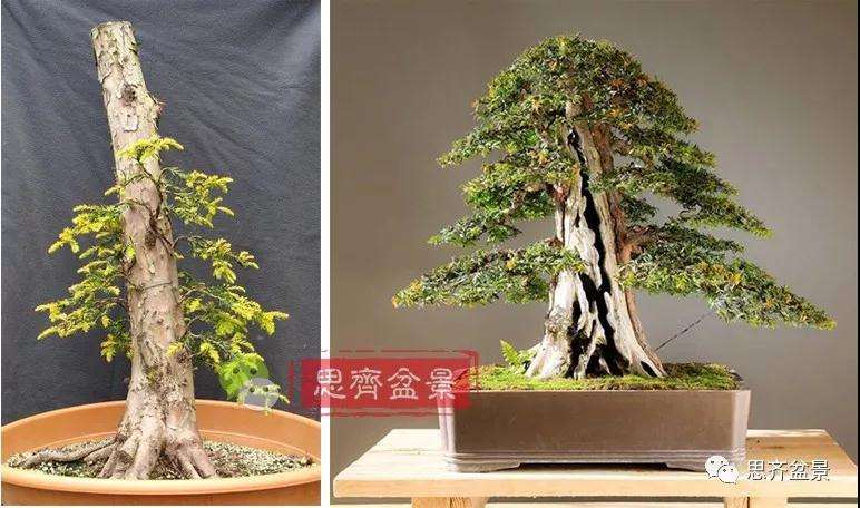 红豆杉下山桩怎么制作盆景的方法