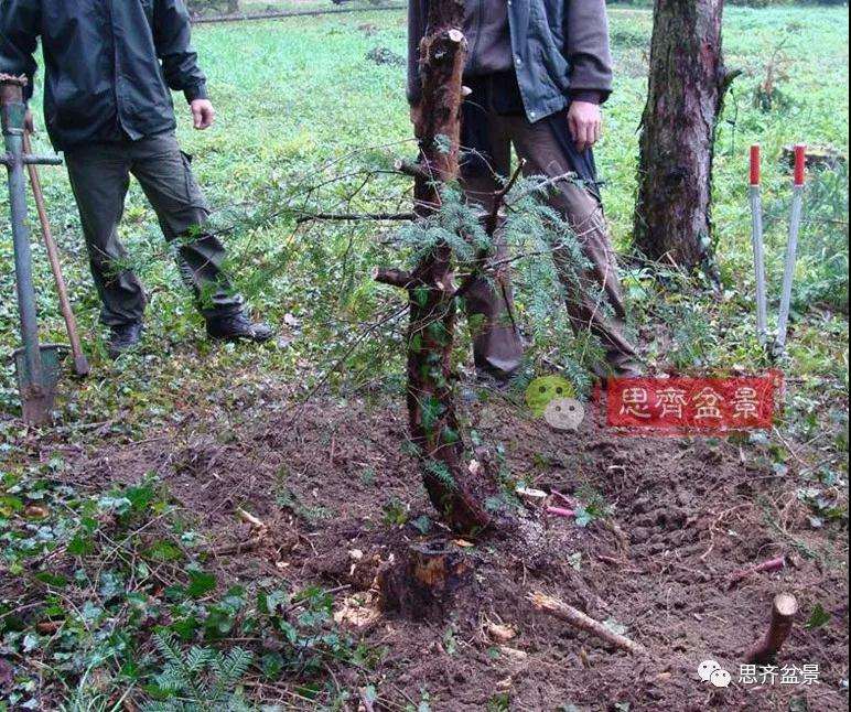 红豆杉下山桩怎么制作盆景的方法