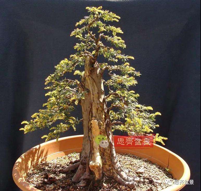 红豆杉下山桩怎么制作盆景的方法