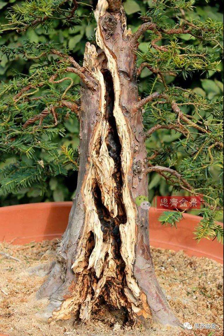 红豆杉下山桩怎么制作盆景的方法