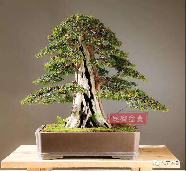 红豆杉下山桩怎么制作盆景的方法