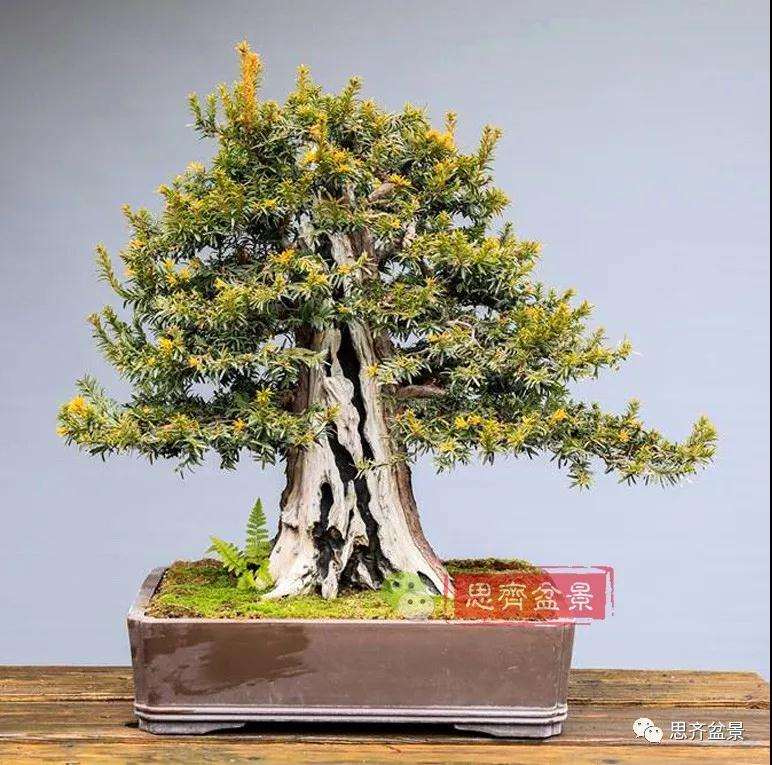 红豆杉下山桩怎么制作盆景的方法