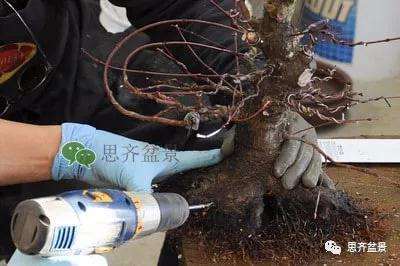 红枫盆景怎么穿接补根的方法