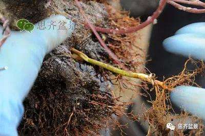 红枫盆景怎么穿接补根的方法