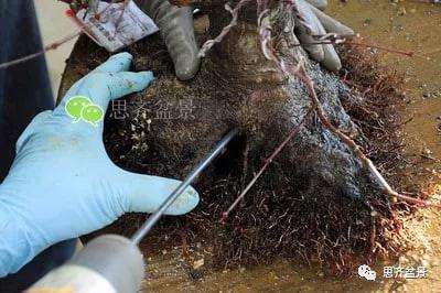 红枫盆景怎么穿接补根的方法