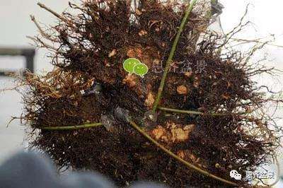 红枫盆景怎么穿接补根的方法