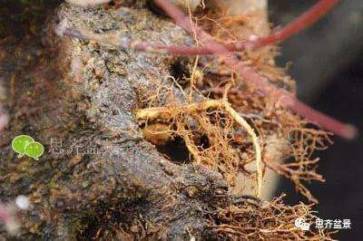 红枫盆景怎么穿接补根的方法