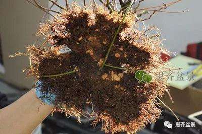 红枫盆景怎么穿接补根的方法