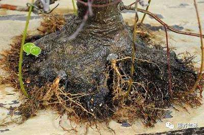 红枫盆景怎么穿接补根的方法