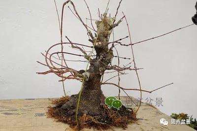 红枫盆景怎么穿接补根的方法