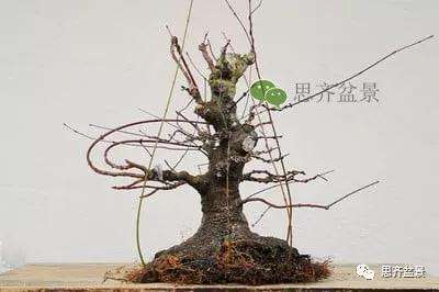 红枫盆景怎么穿接补根的方法