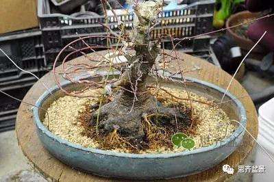 红枫盆景怎么穿接补根的方法