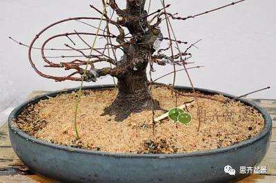 红枫盆景怎么穿接补根的方法