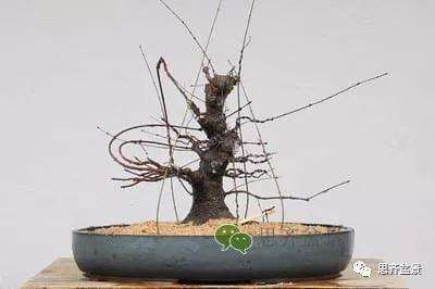 红枫盆景怎么穿接补根的方法