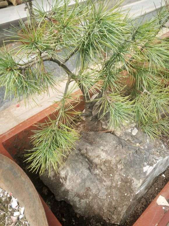 看我挖石头里面的松树下山桩 图片