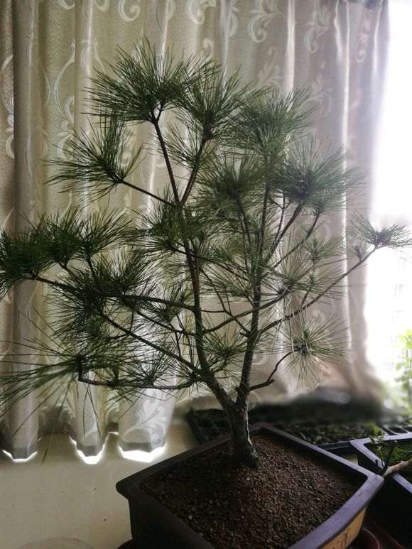 看我挖石头里面的松树下山桩 图片