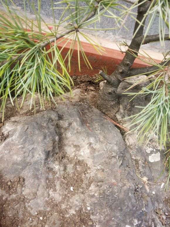 看我挖石头里面的松树下山桩 图片