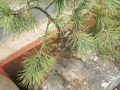 看我挖石头里面的松树下山桩 图片