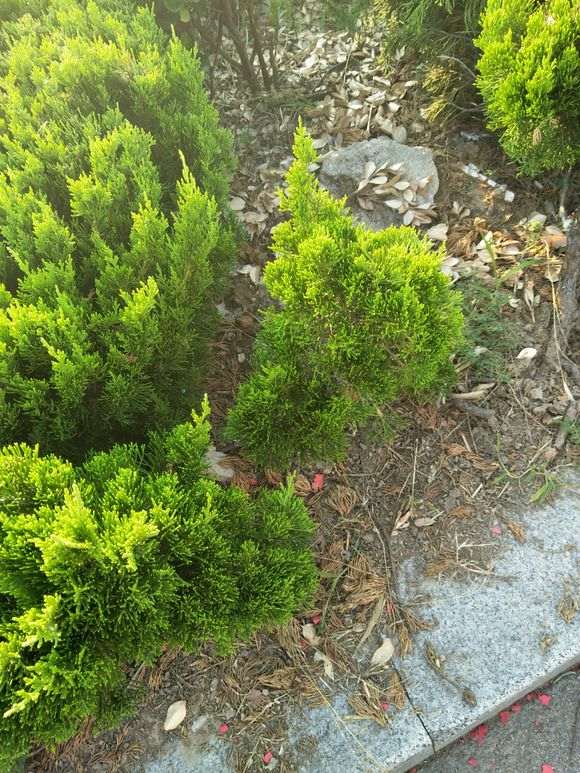 绿化带上的这种是什么松树下山桩啊