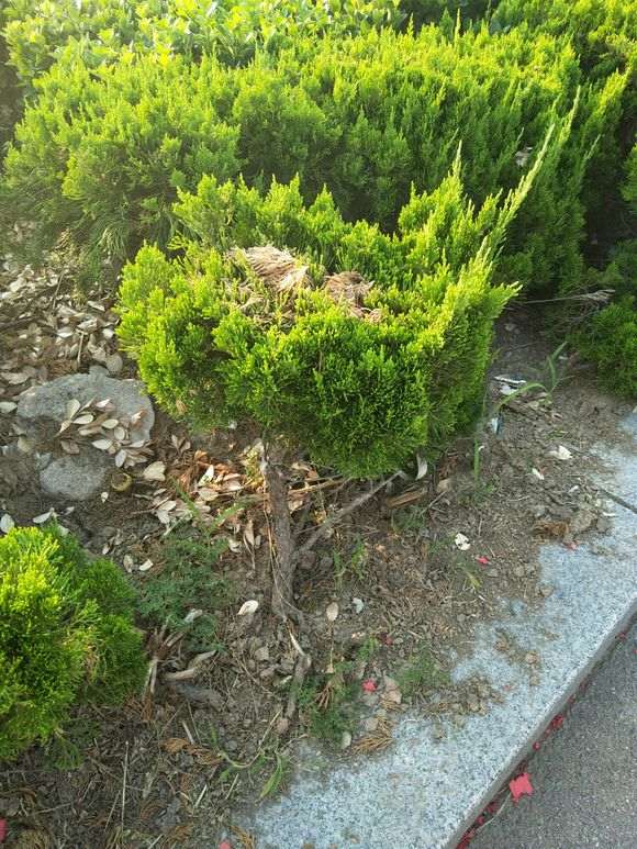 绿化带上的这种是什么松树下山桩啊