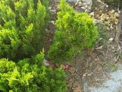 绿化带上的这种是什么松树下山桩啊