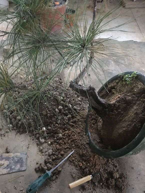 松树下山桩第一次换土 希望别死了