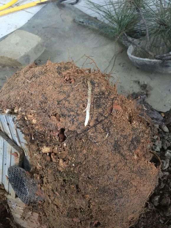 松树下山桩第一次换土 希望别死了