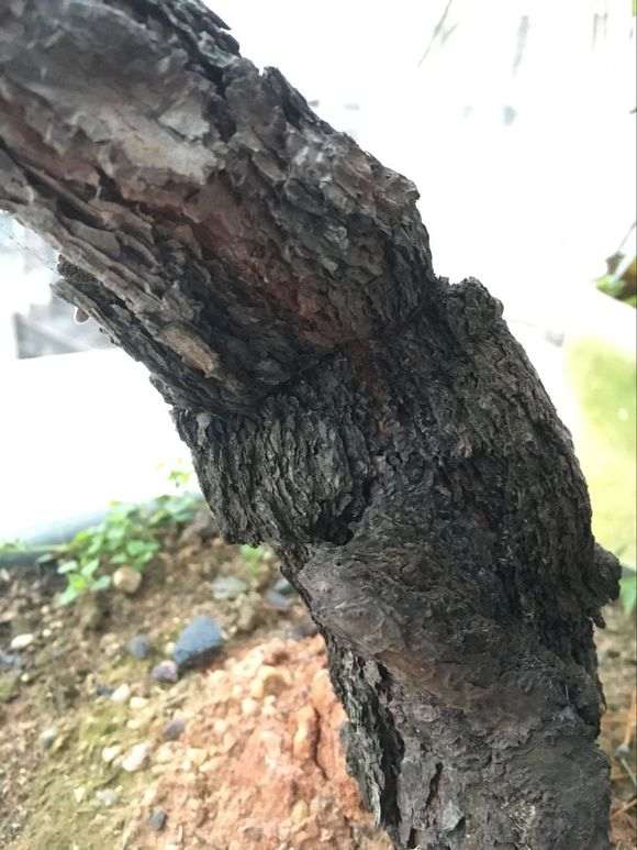松树下山桩第一次换土 希望别死了