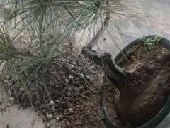 松树下山桩第一次换土 希望别死了