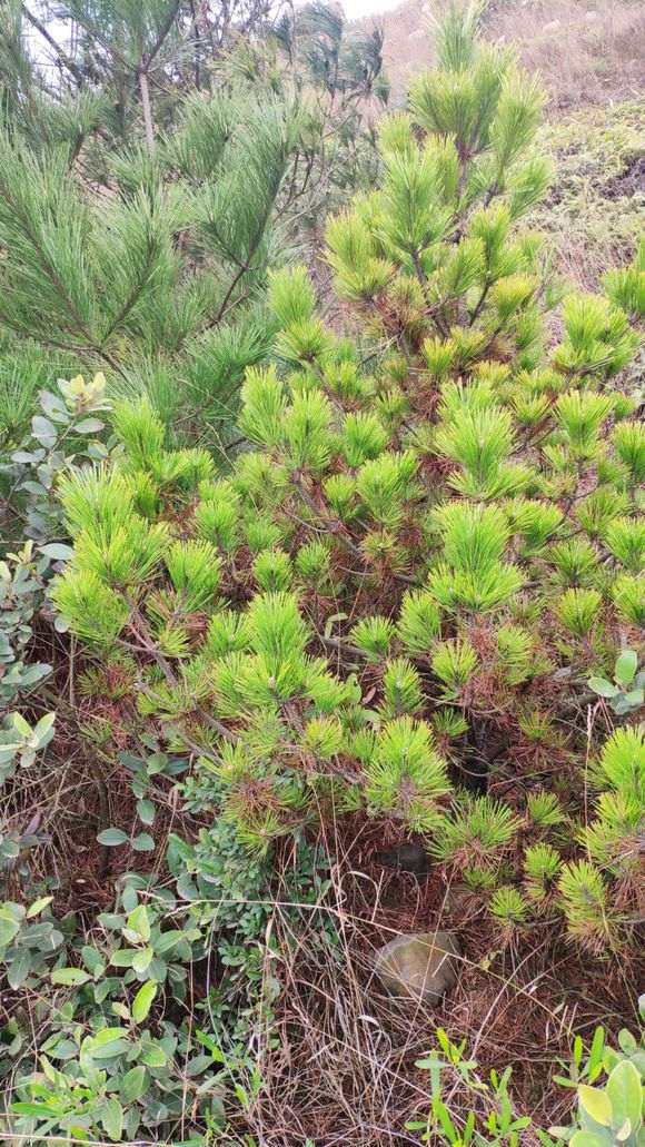 这是什么松树下山桩 感觉真好看