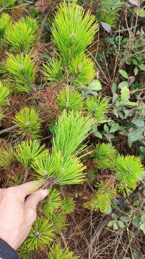 这是什么松树下山桩 感觉真好看