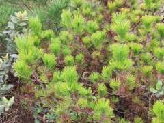 这是什么松树下山桩 感觉真好看