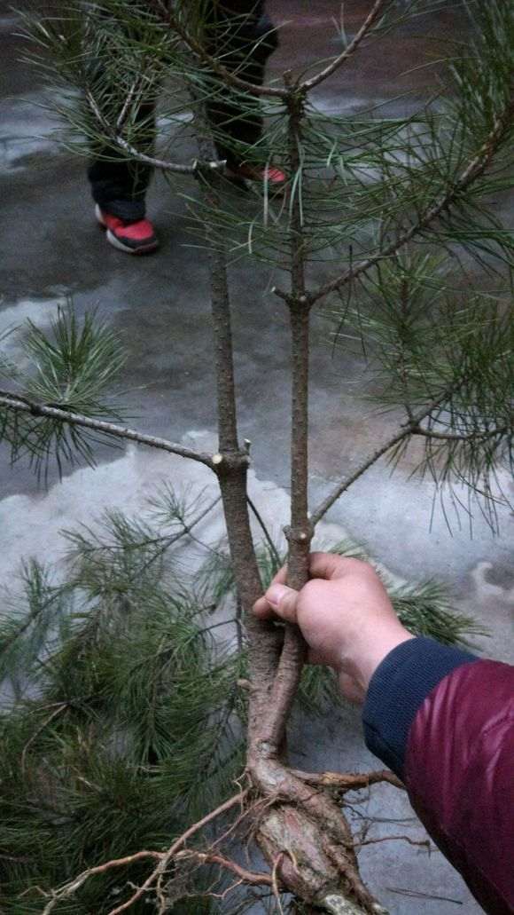 这是什么松树下山桩