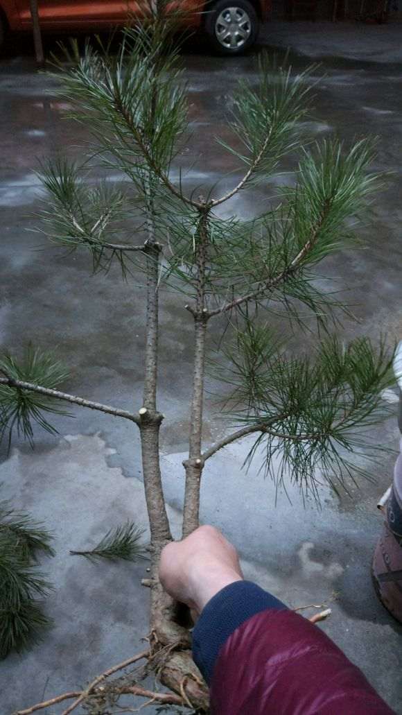 这是什么松树下山桩