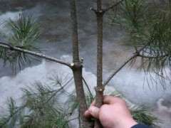 这是什么松树下山桩 有前途吗