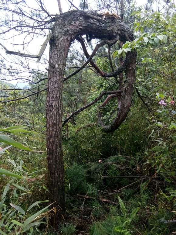胸径30左右的松树下山桩 通常要多少年