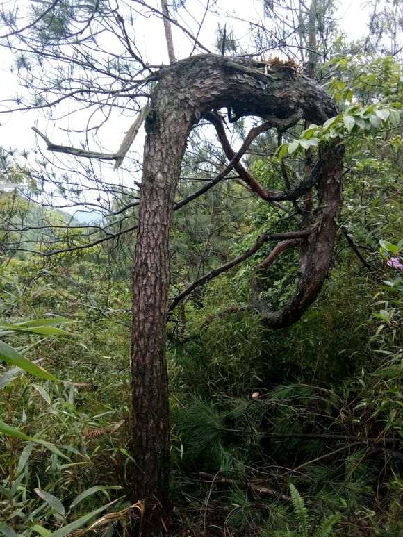 胸径30左右的松树下山桩 通常要多少年