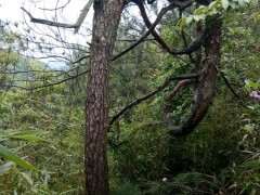 胸径30左右的松树下山桩 通常要多少年