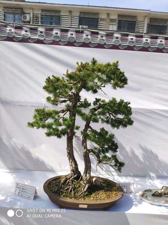 松树下山桩为什么树杆变扁 图片